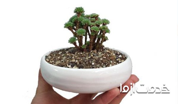 تاثیر رطوبت پایین در سوختن نوک برگ گیاهان آپارتمانی 